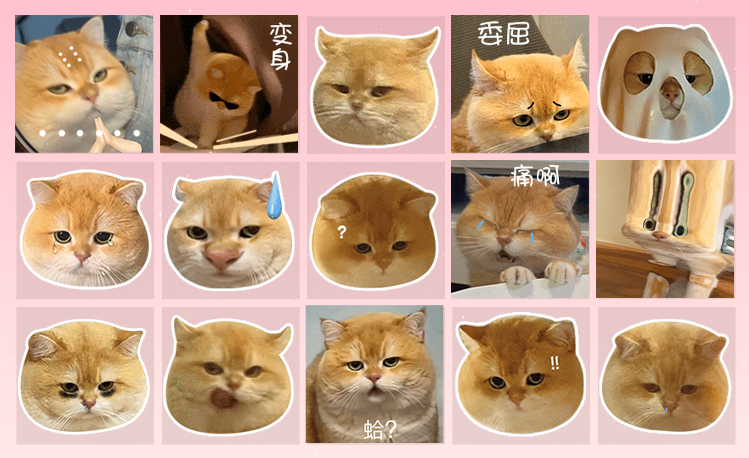 坡坡的日常 表情包预览